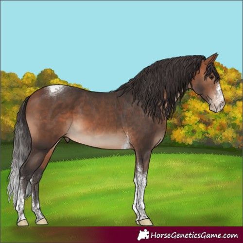 Horse Color:Bay Mushroom Sabino Tobiano