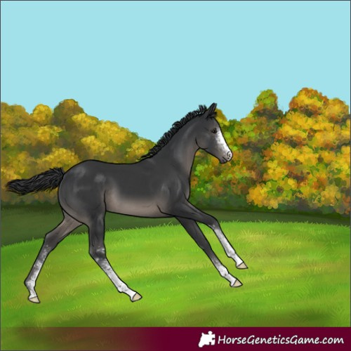 Horse Color:Black Mushroom Sabino 