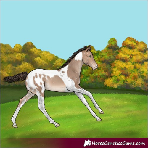 Horse Color:Sable Champagne Tobiano Blanket 