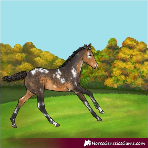 Horse Color:White Spotted Buckskin 