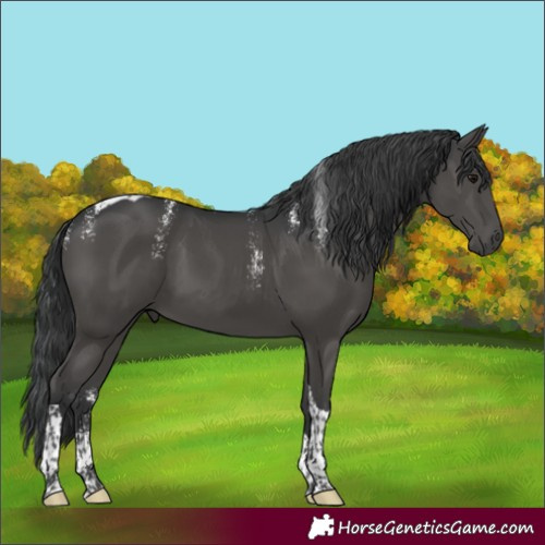 Horse Color:Powder White Black Tobiano 