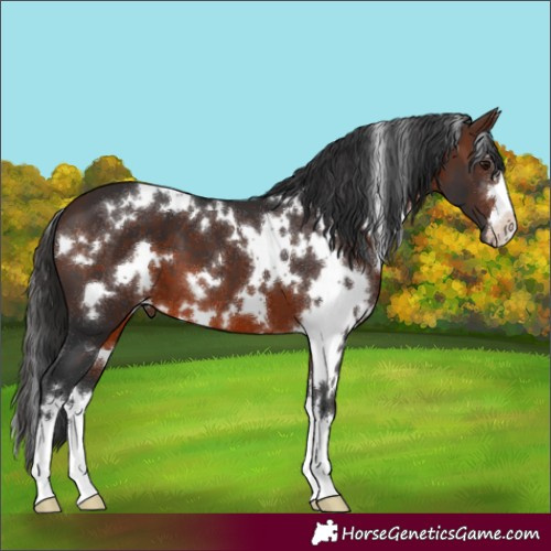 Horse Color:White Spotted Brown 