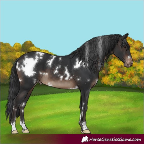 Horse Color:White Spotted Brown Varnish
