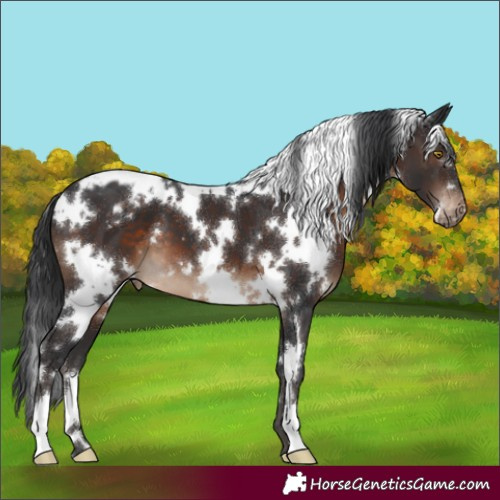 Horse Color:White Spotted Brown Varnish 