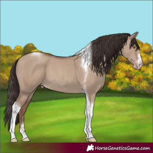 Horse Color:Classic Champagne Dun Tobiano 