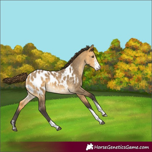 Horse Color:Buckskin Dun Sabino Tobiano Blanket Rabicano 