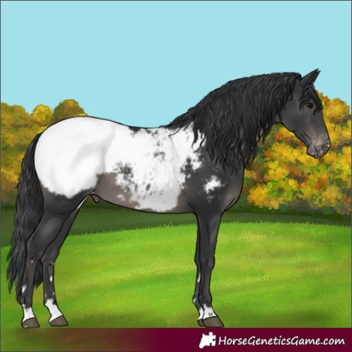 Horse Color:Black Snowcap 