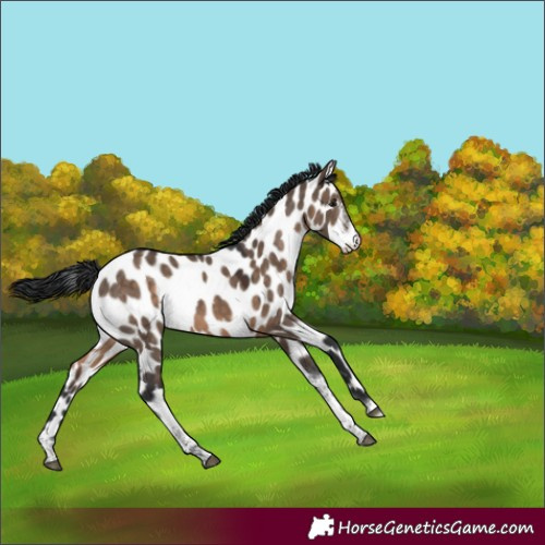 Horse Color:Brown Dun Sabino Tobiano Near Leopard Rabicano 