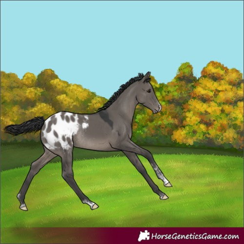 Horse Color:Grullo Blanket Rabicano