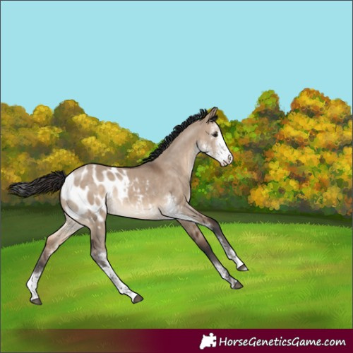 Horse Color:Brown Dun Sabino Blanket