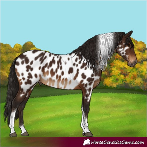 Horse Color:Gray Bay Tobiano Near Leopard