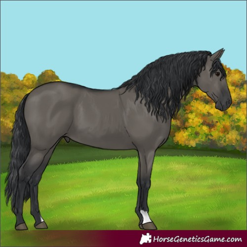 Horse Color:Grullo