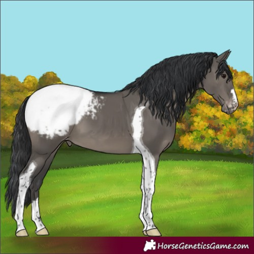 Horse Color:Grullo Tobiano Snowcap 