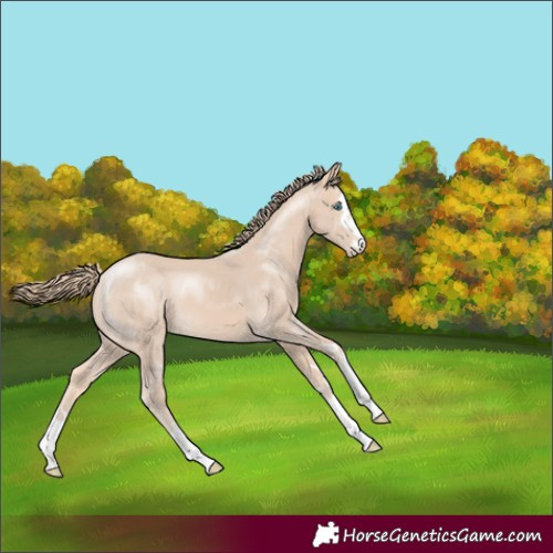 Horse Color:Perlino