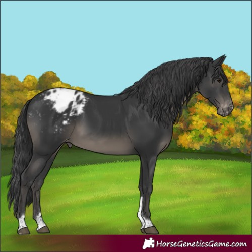 Horse Color:Black Tobiano Blanket