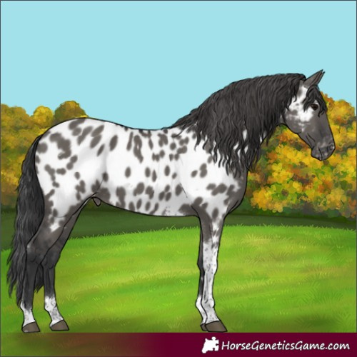 Horse Color:Grullo Tobiano Near Leopard