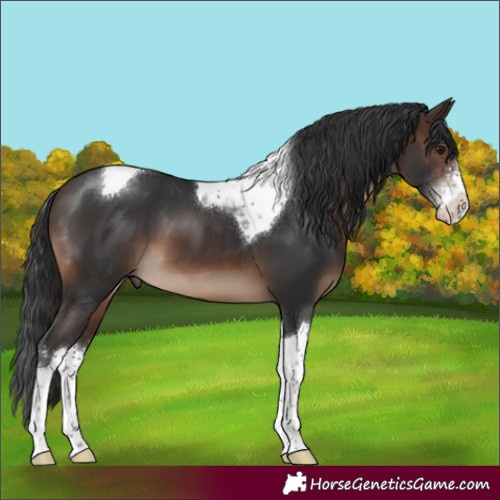 Horse Color:Brown Sabino Tobiano