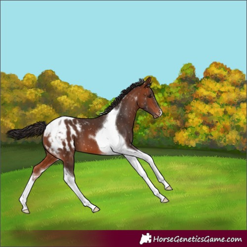 Horse Color:Bay Tobiano Blanket
