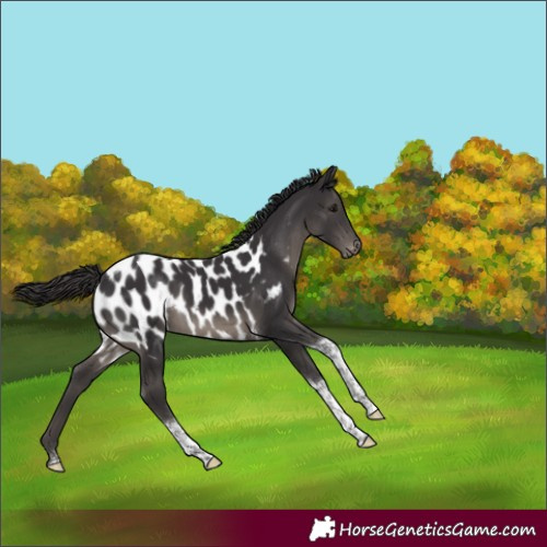 Horse Color:Smoky Black Tobiano Near Leopard 