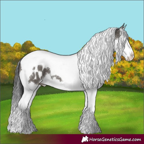 Horse Color:Grullo Splash Tobiano Blanket