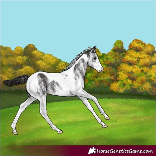 Horse Color:White Spotted Smoky Black Tobiano 