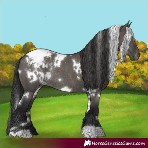 Horse Color:Gray White Spotted Grullo Varnish Rabicano 