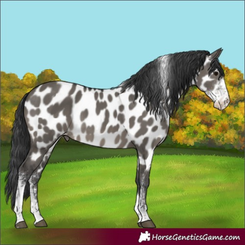 Horse Color:Grullo Sabino Tobiano Near Leopard 