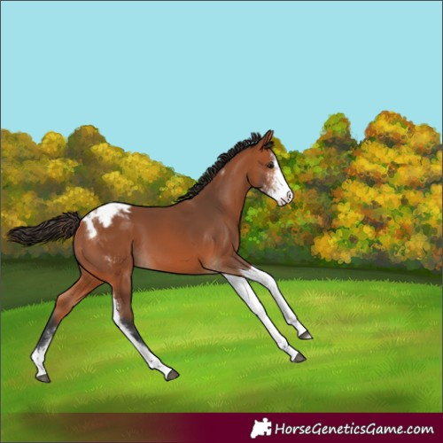 Horse Color:Bay Sabino Tobiano Varnish 