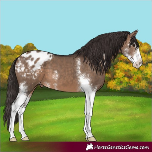 Horse Color:Brown Dun Sabino Varnish