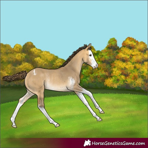 Horse Color:Buckskin Dun Sabino Splash Varnish Rabicano 