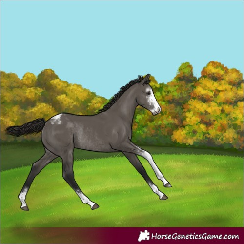 Horse Color:Gray Smoky Grullo Sabino Varnish Rabicano 