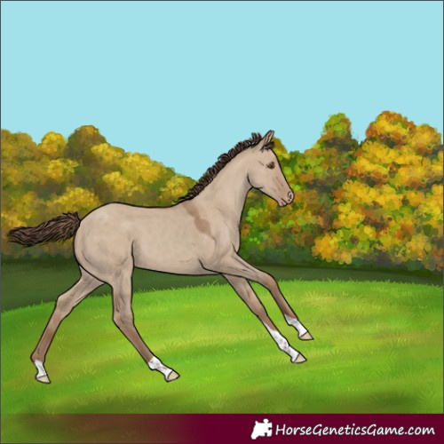 Horse Color:Classic Champagne Dun Tobiano Varnish 