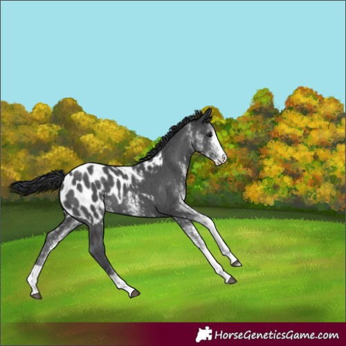Horse Color:White Spotted Black Tobiano Blanket