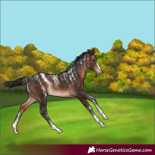 Horse Color:Powder White Brown Rabicano