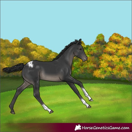 Horse Color:Black Tobiano Varnish