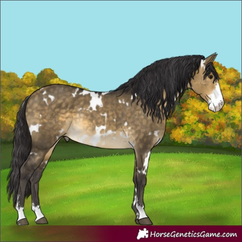 Horse Color:White Spotted Buckskin Dun Sabino Rabicano