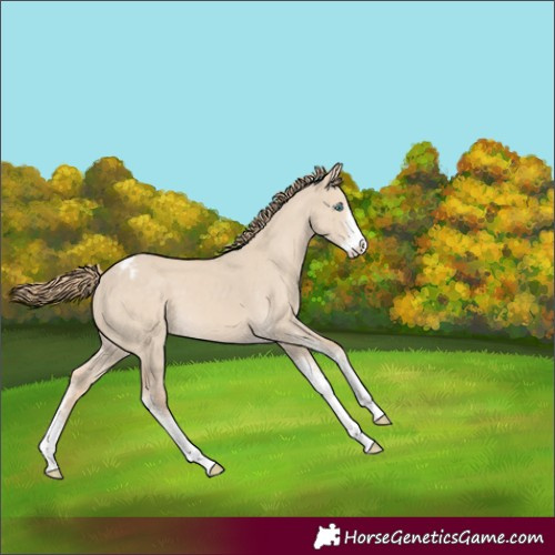Horse Color:Smoky Creme Dun Sabino Blanket 