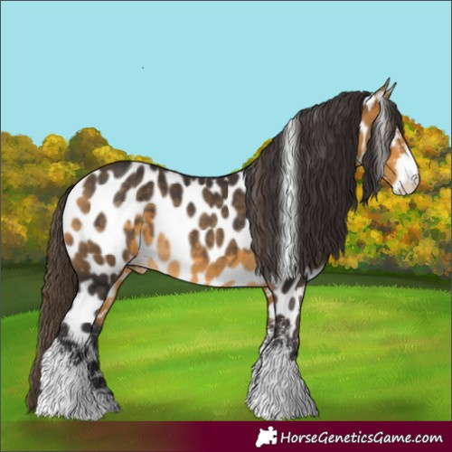 Horse Color:Buckskin Sabino Leopard Rabicano 