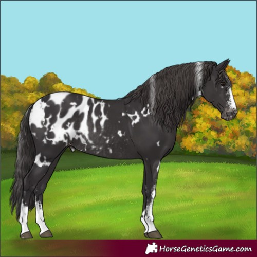 Horse Color:White Spotted Smoky Black Sabino Blanket Rabicano 