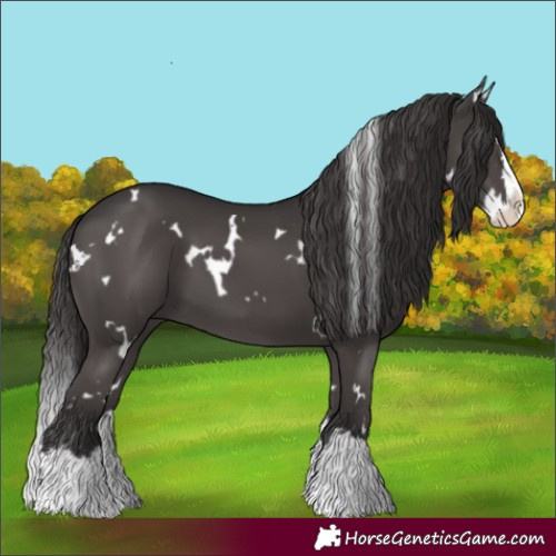Horse Color:White Spotted Smoky Black Splash