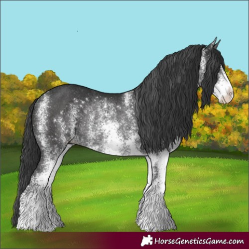 Horse Color:White Spotted Black Rabicano 