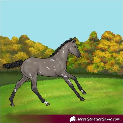 Horse Color:White Spotted Grullo 