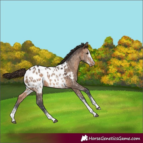 Horse Color:Brown Dun Sabino Blanket Brindle