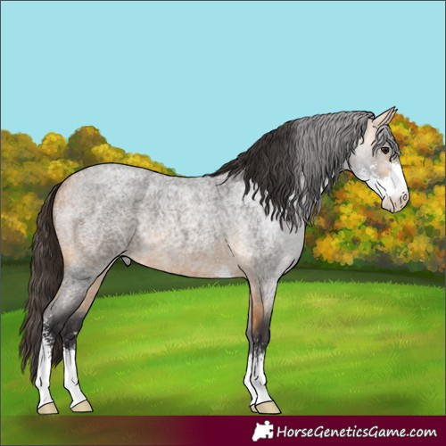 Horse Color:Buckskin Roan Sabino 