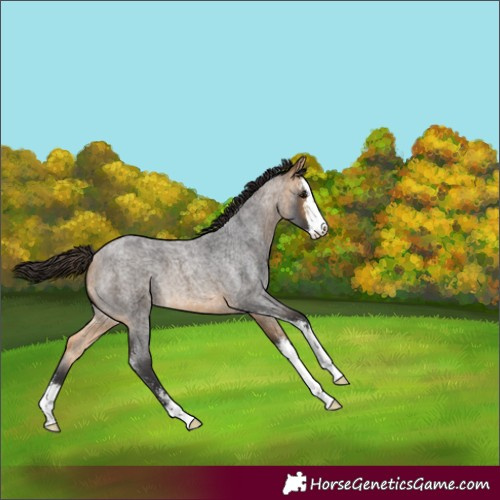 Horse Color:Buckskin Roan Sabino