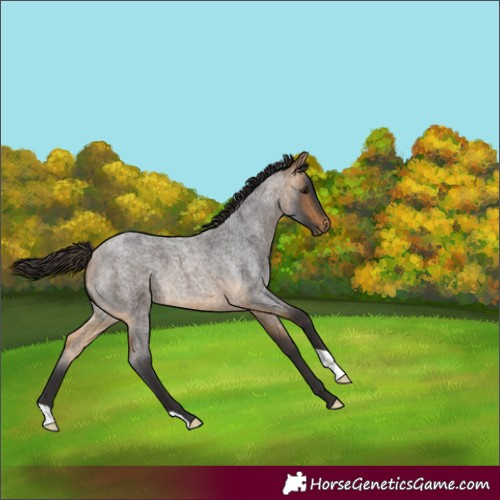 Horse Color:Buckskin Roan