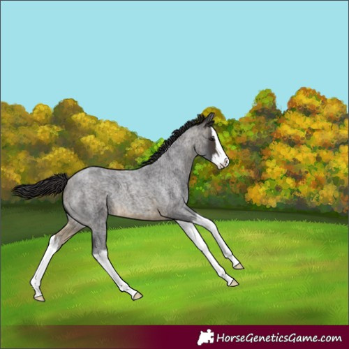 Horse Color:Buckskin Roan Splash 