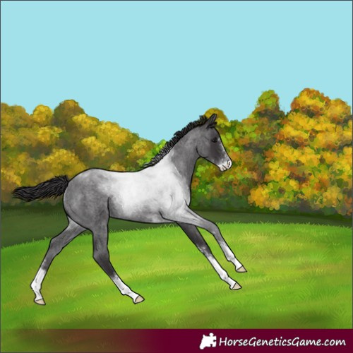Horse Color:Smoky Blue Roan Sabino Rabicano