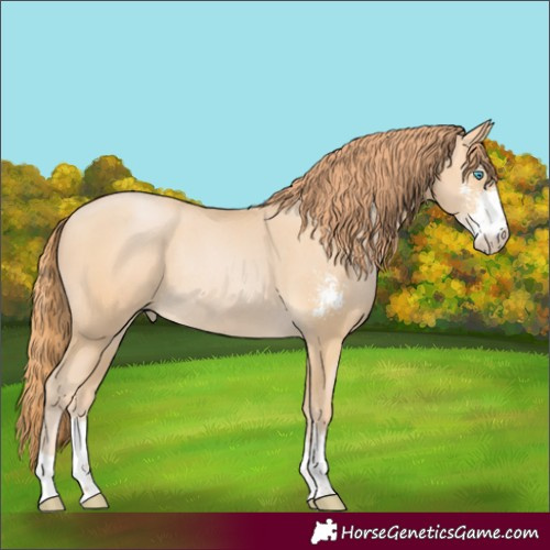 Horse Color:Buckskin Pearl Sabino Rabicano 