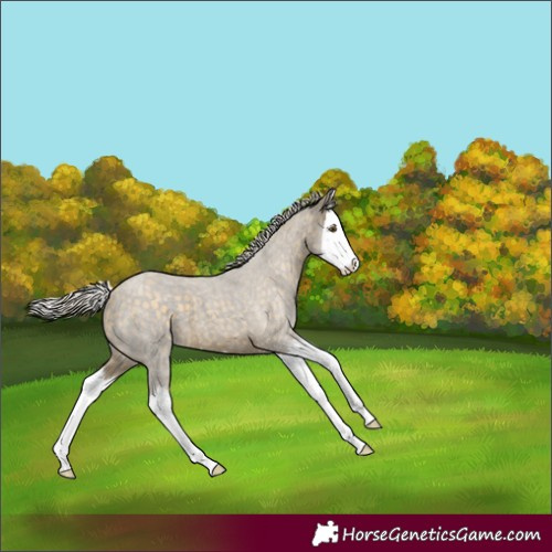 Horse Color:Silver Buckskin Roan Splash